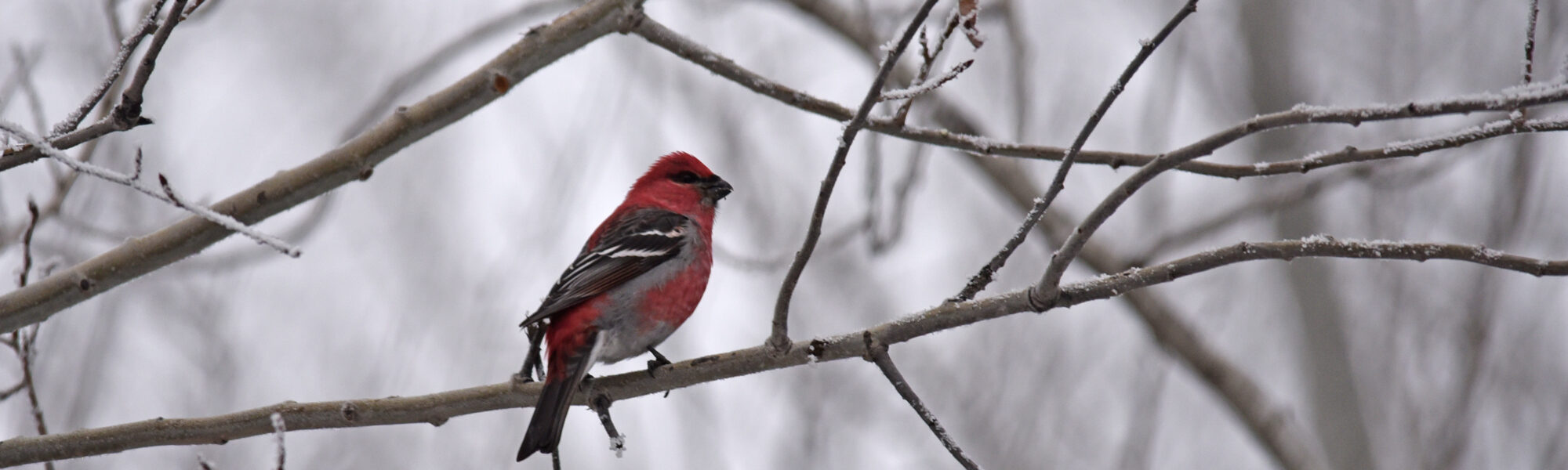 A male pine grosbeak perched in a tree.