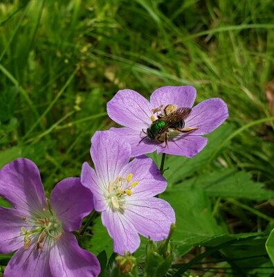 A green sweat bee on a wild flower--one of 450 bee species in Minnesota. Photo courtesy of Minnesota Biological Survey