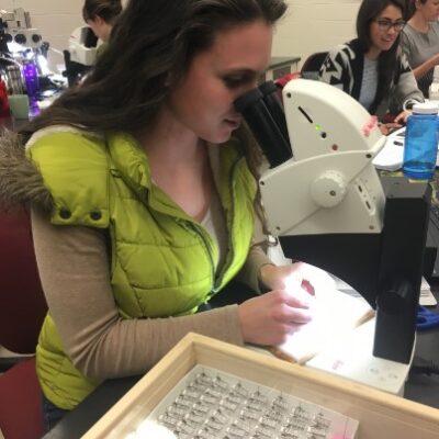 Bee Specialist - Project Manager Nicole Gerjets identifying a bee specimen. Photo courtesy of Minnesota Biological Survey