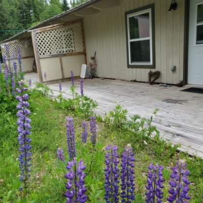 Each of the three apartments has a deck -- lined with lupines right now -- in the back. Photo by Rhonda Silence
