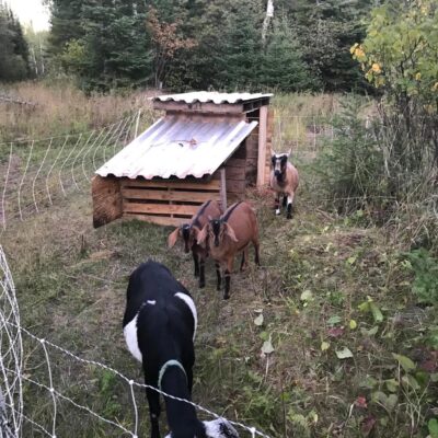 Grazing goats at the Cedar Grove Business Park in Grand Marais. Submitted photo