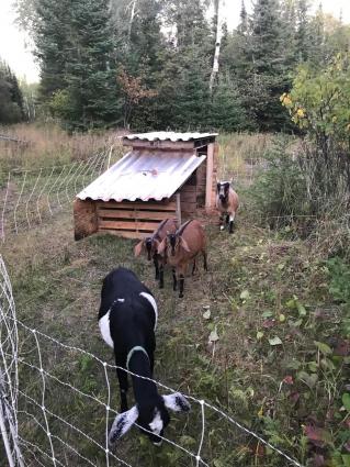Grazing goats at the Cedar Grove Business Park in Grand Marais. Submitted photo