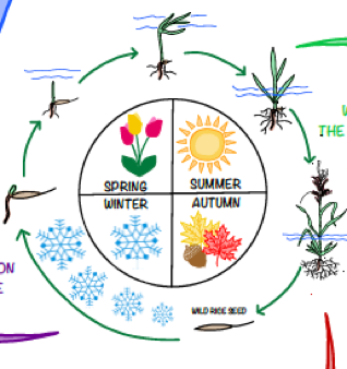 Wild rice life cycle image obtained from original artwork created by Kendra Nordgren PhD, 2020. Courtesy of UMN 