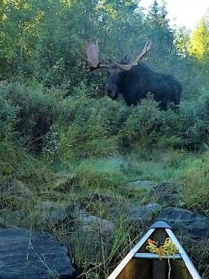 Bull moose in the Boundary Waters. Photo by Kevin Kramer