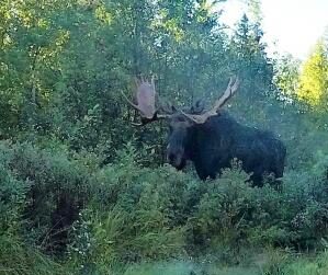 Bull moose in the Boundary Waters. Photo by Kevin Kramer