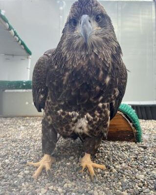 Lutsen - the juvenile eagle rescued on the North Shore in August 2020 is now living at The Raptor Center. Photo courtesy of UMN