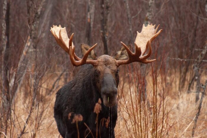 Multiple Agencies Work Collaboratively To Help Restore Minnesota's ...