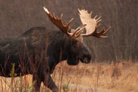 Decline in Minnesota moose count not a surprise to Grand Portage wildlife biologist