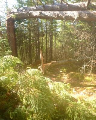 Fallen trees line the Border Route Trail after a storm Oct. 10 in Cook County. Photo courtesy of the US Forest Service