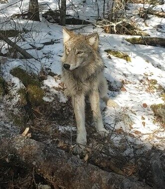 Wolves back under federal protection in Cook County and BWCA region
