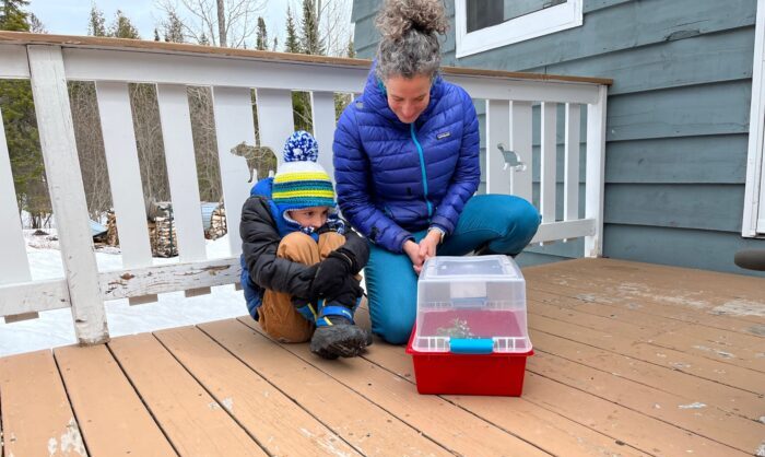 Cook County family helps butterfly navigate the cold, snowy start to spring