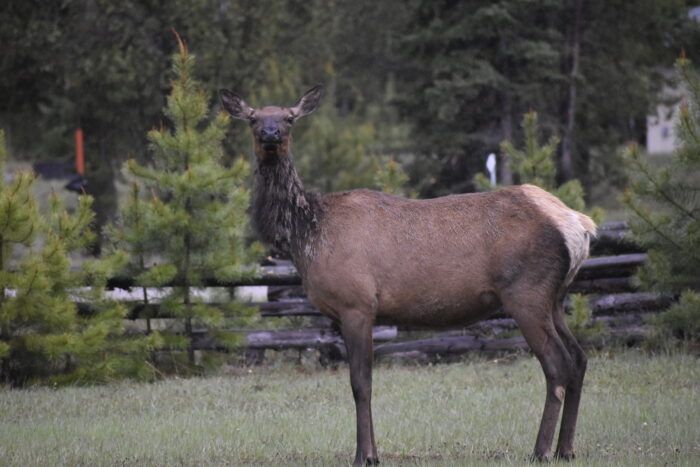 Minnesota elk population and the upcoming deadline for hunting license applications