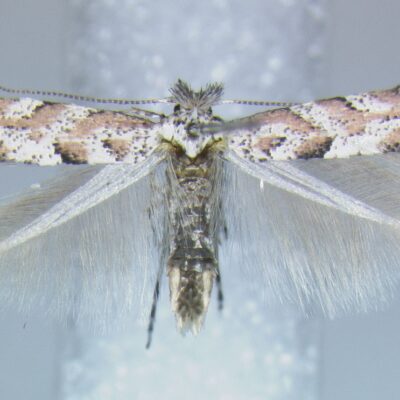 https://wtip.org/wp-content/uploads/2022/07/Aspen-Blotch-Leafminer-Phyllonorycter-apparella-adult-moth-400x400.jpg