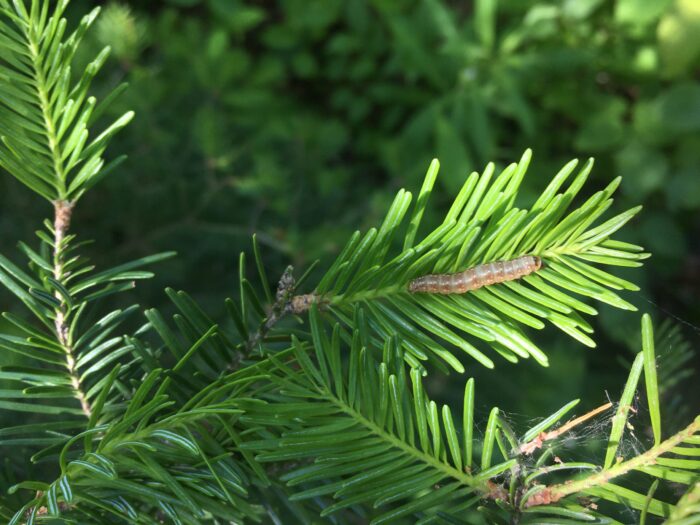 Spruce budworm update for Superior National Forest