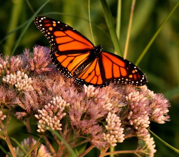 Monarchs, Minnesota’s state butterfly, now listed as endangered