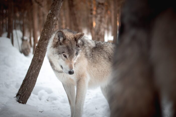 Minnesota wolf management plan enters final week of public comment period