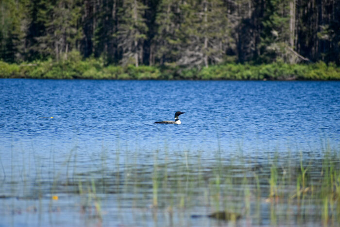 Volunteers participate in the annual loon monitoring program with the Minnesota DNR