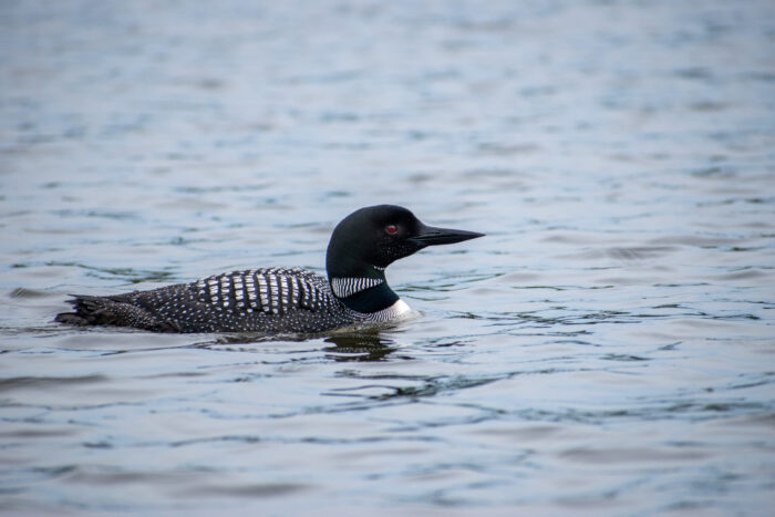 Loon Rising Mn Volunteers participate in the annual loon monitoring program with the ...
