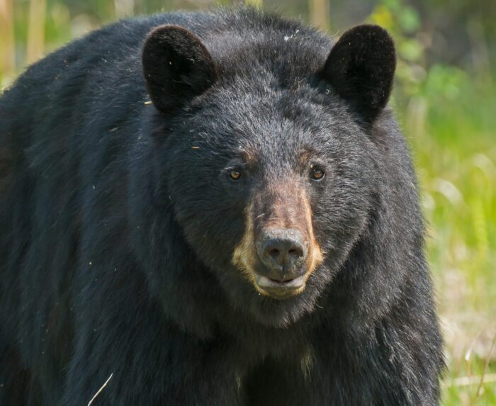 Bountiful berry season will play a factor in upcoming 2022 bear hunting season