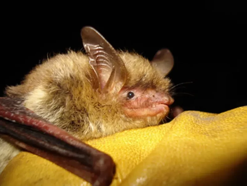 Listing of bat as endangered will impact logging, road projects in northeastern Minnesota