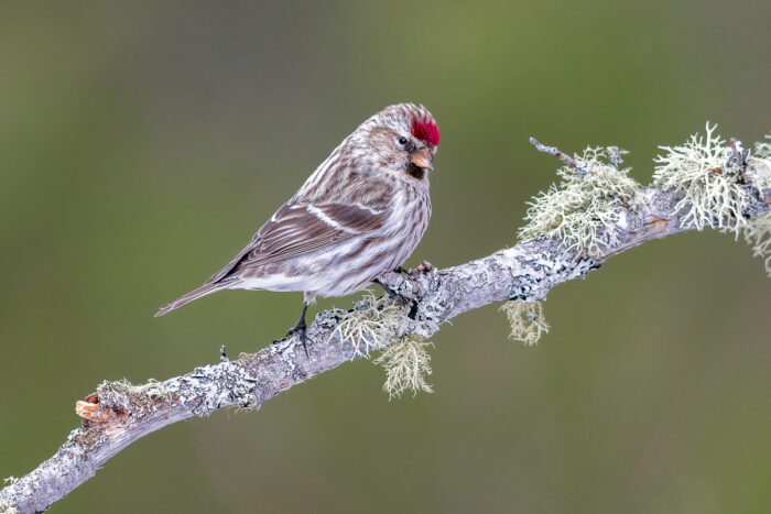 Winter storms impact Audubon Christmas bird count in Cook County