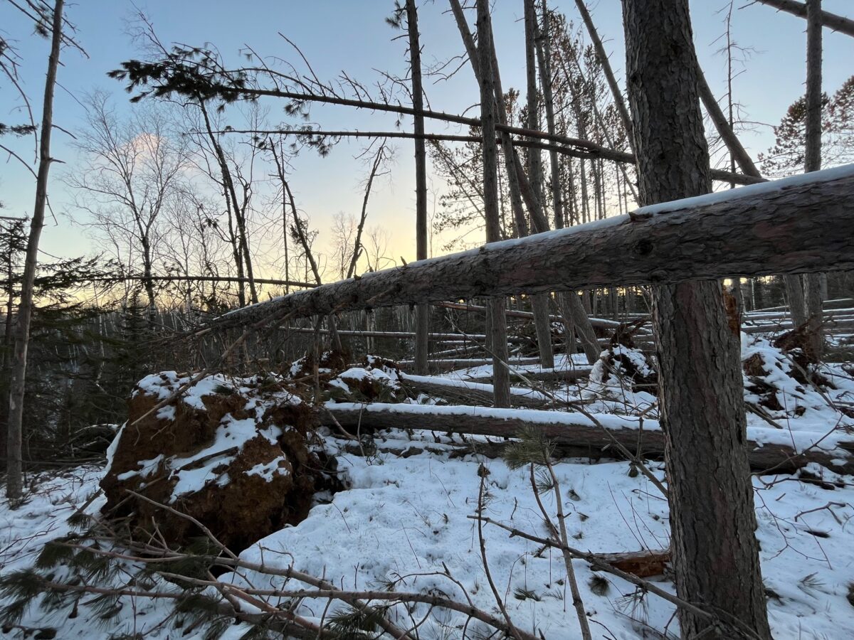 Winter storm knocks down dozens of red pine along the Superior Hiking Trail near the Devil Track River