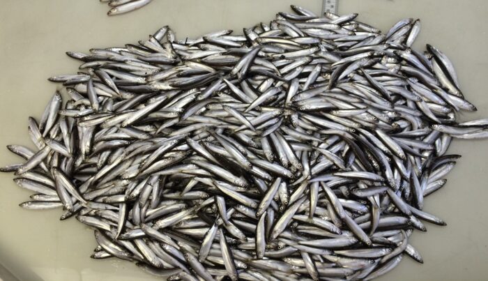 Record number of herring thriving in Lake Superior as winter arrives to the North Shore
