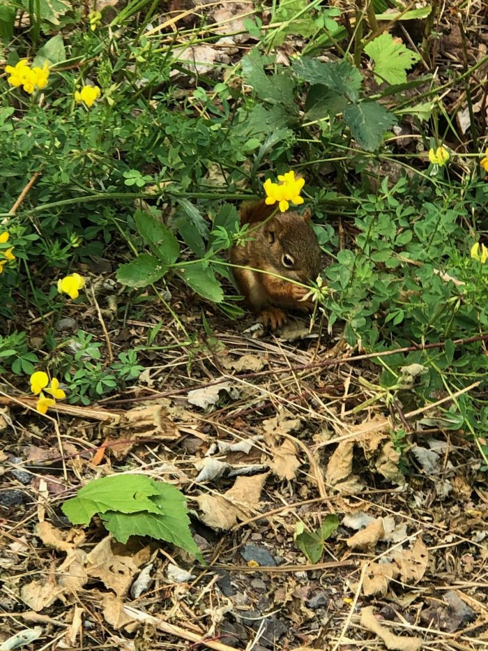 Finding baby animals on the North Shore