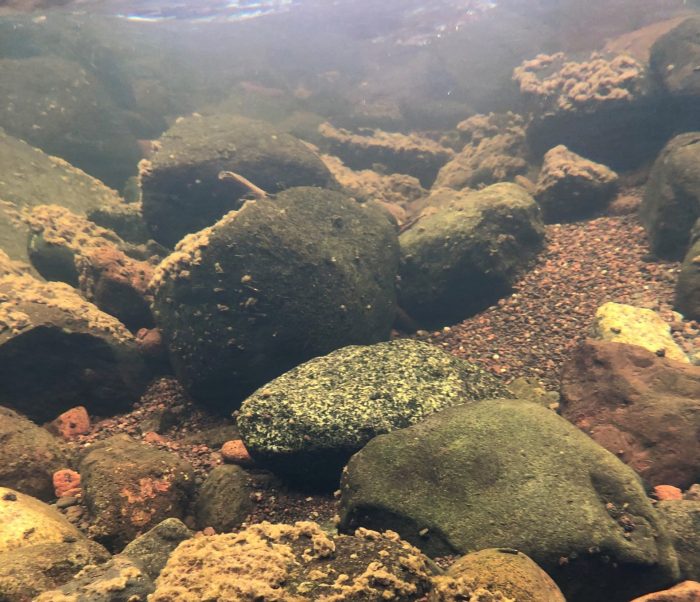 ‘Rock snot’ continues to threaten biodiversity in many North Shore rivers and streams