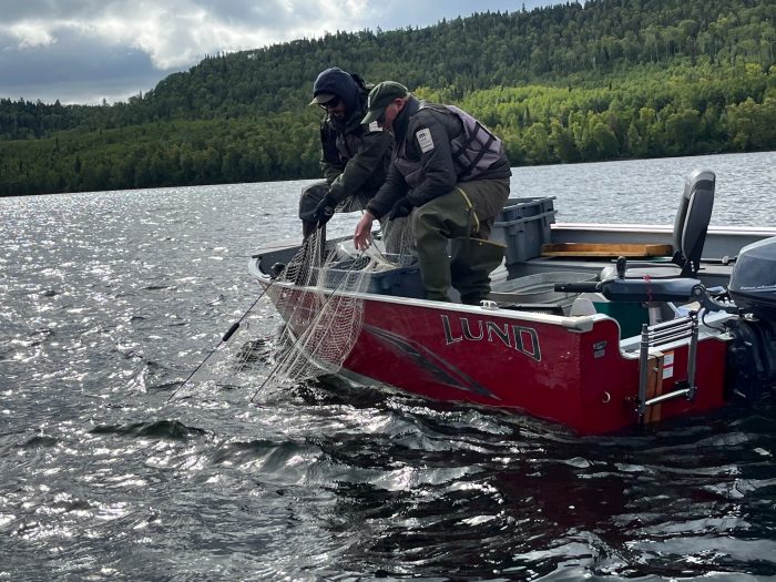 Lake trout numbers remain low in BWCA’s Pine Lake, other species faring better