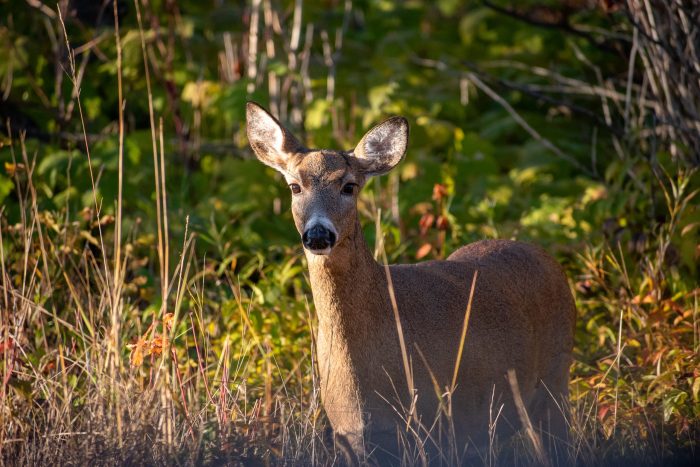 Archery deer season and grouse season underway in Cook County