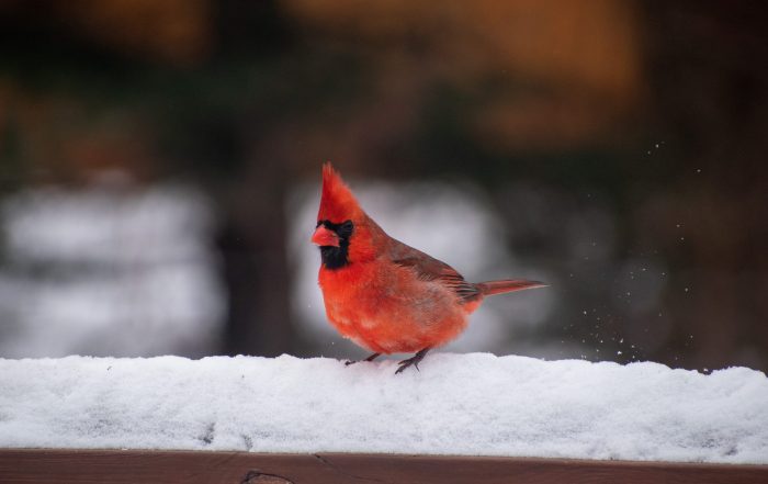 Celebrating the season: Cook County’s annual Christmas bird count