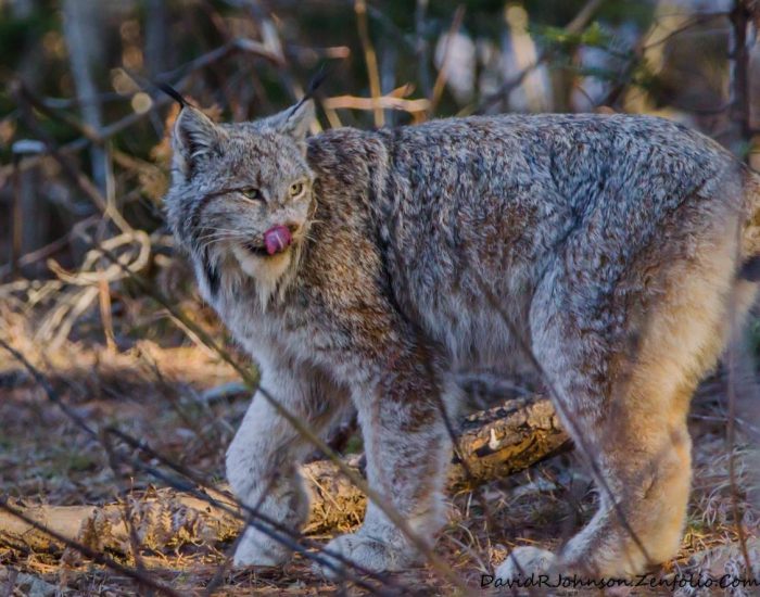 Canada Lynx research in northeastern Minnesota continues, plans to expand