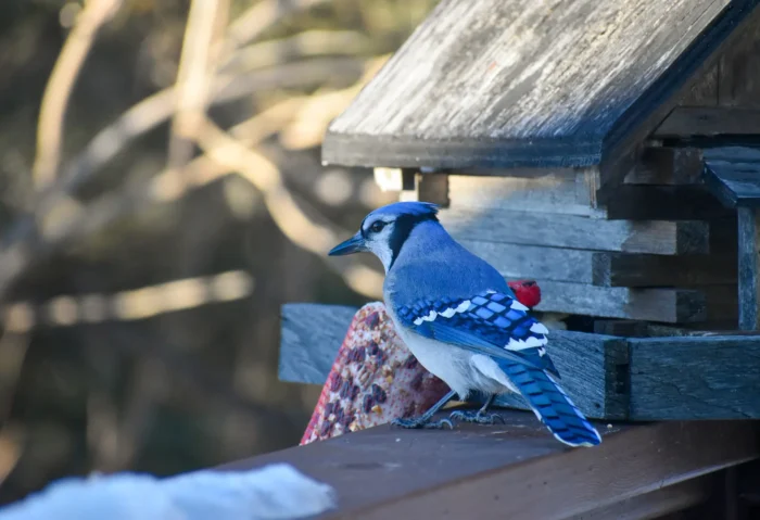 Fall migration brings strong numbers of birds along the North Shore