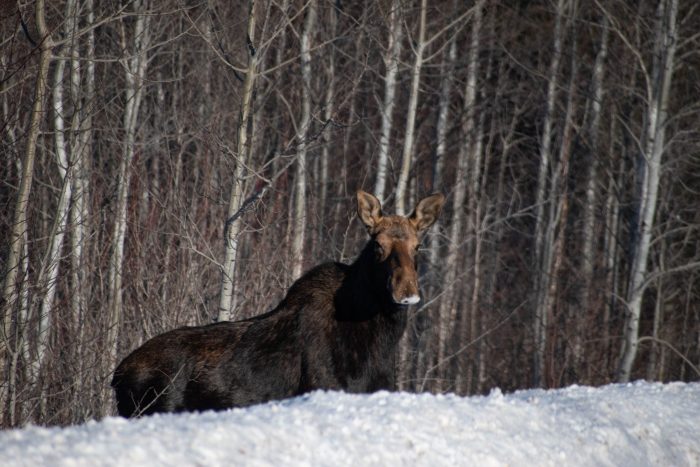 Minnesota’s moose population sees slight increase, remains relatively stable