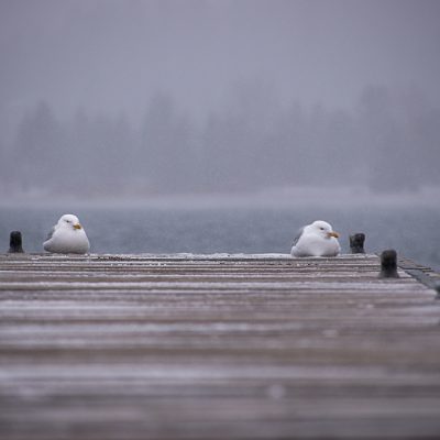 Seagulls hunkering down for the storm in the Grand Marais Harbor