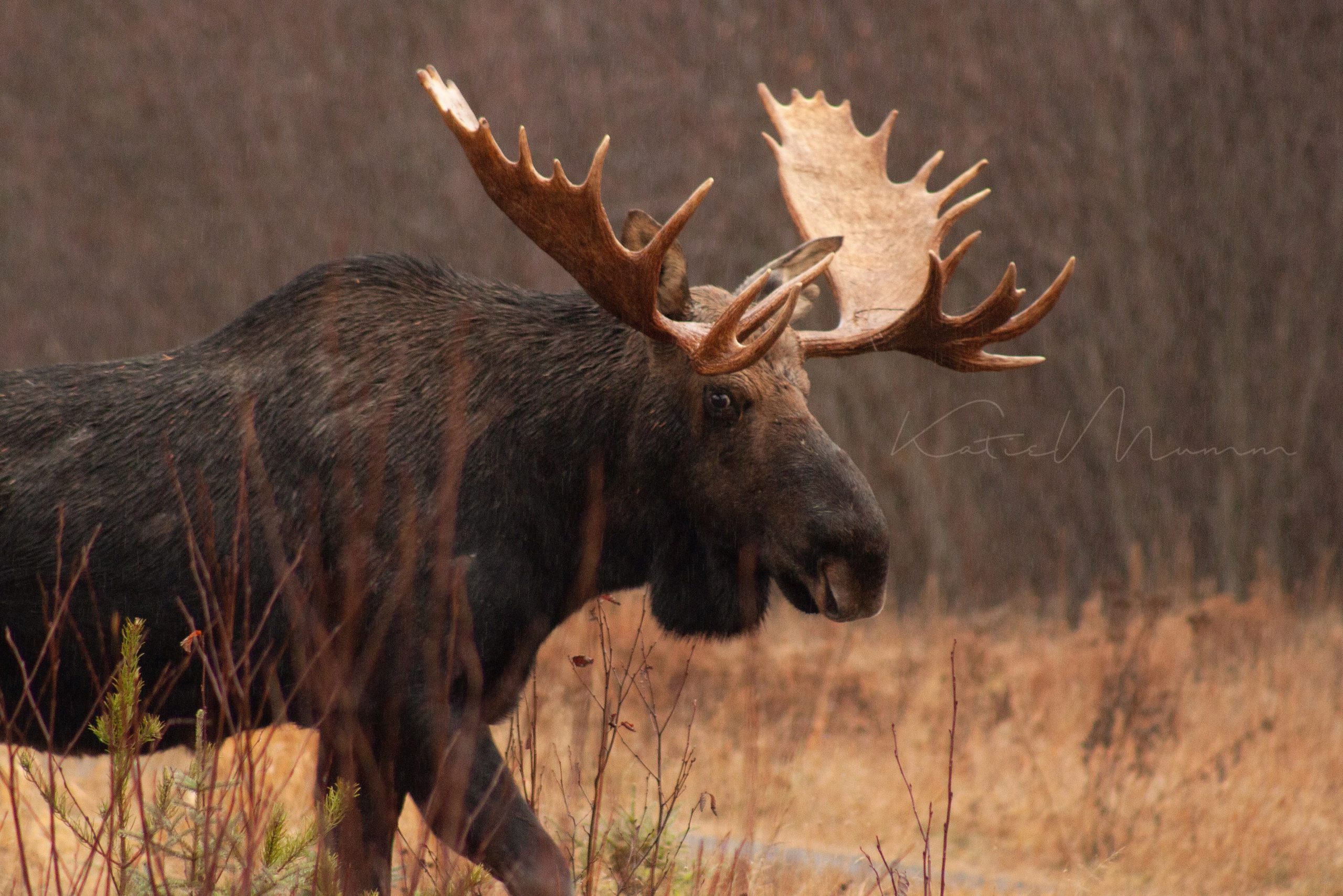 Katie Slanga shares her love of photographing Minnesota moose | WTIP