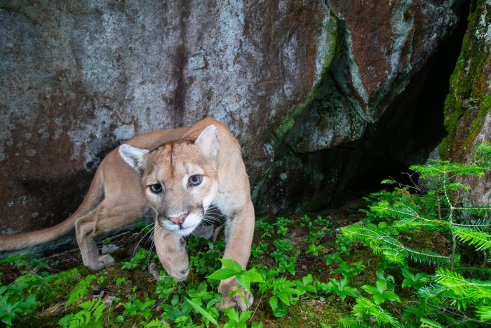 Camera-trap photography aids conservation efforts of Canada lynx in Superior National Forest