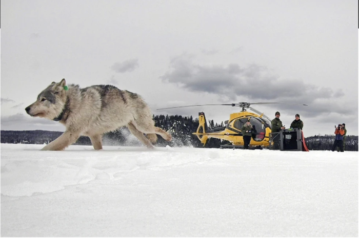 Isle Royale wolf populations remain stable, moose populations decline