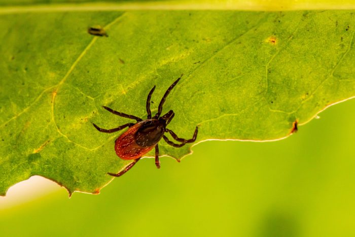 What to expect this tick season