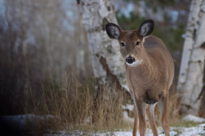 Northeast archery deer harvests remain low as the Nov. 9 firearm opener nears