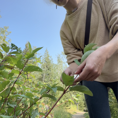 Red osier dogwood