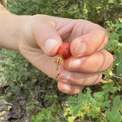 Rosehip