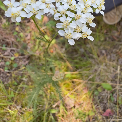 Yarrow