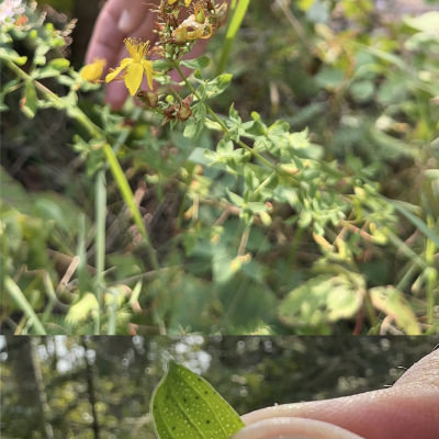 St. John's Wort