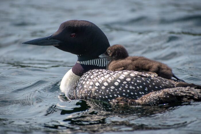 MN DNR seeks volunteers for loon monitoring program