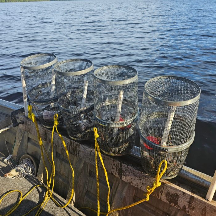 Crawdaddies MN finish season with 40,000 invasive rusty crayfish caught in Cook County lakes