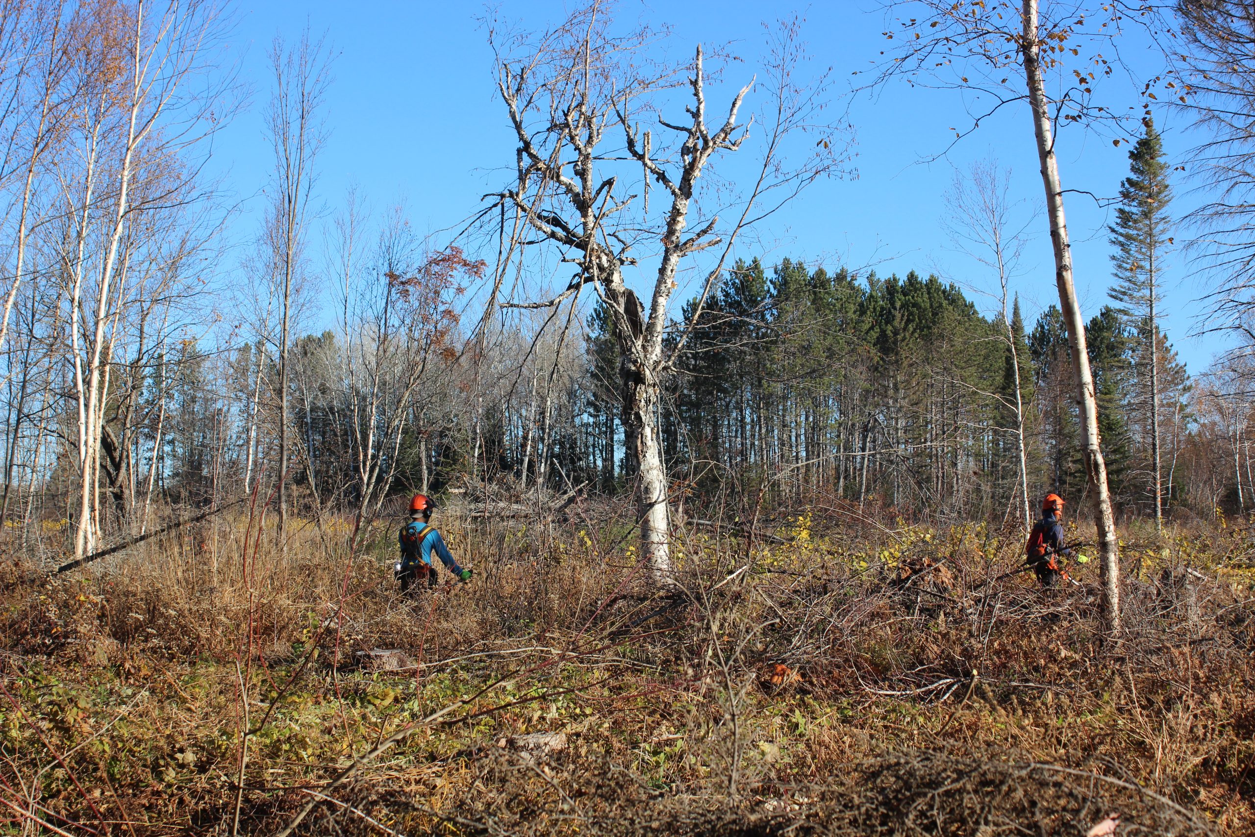 US Forest Service works with The Nature Conservancy on reforestation