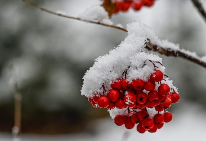 Snow arrives along the North Shore ahead of Thanksgiving