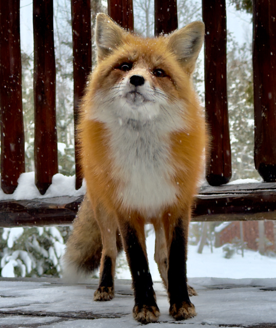 Fox in the Snow painting by hotsell Jack Davis